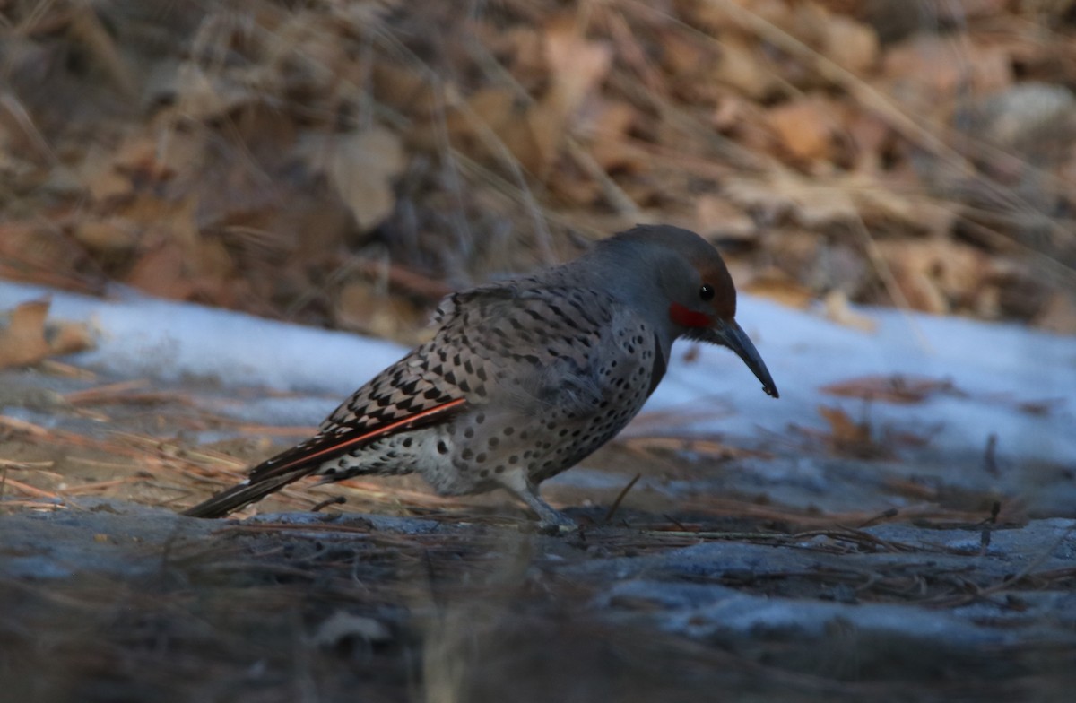 Northern Flicker - ML473398751