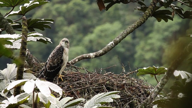 Águila Poma - ML473399