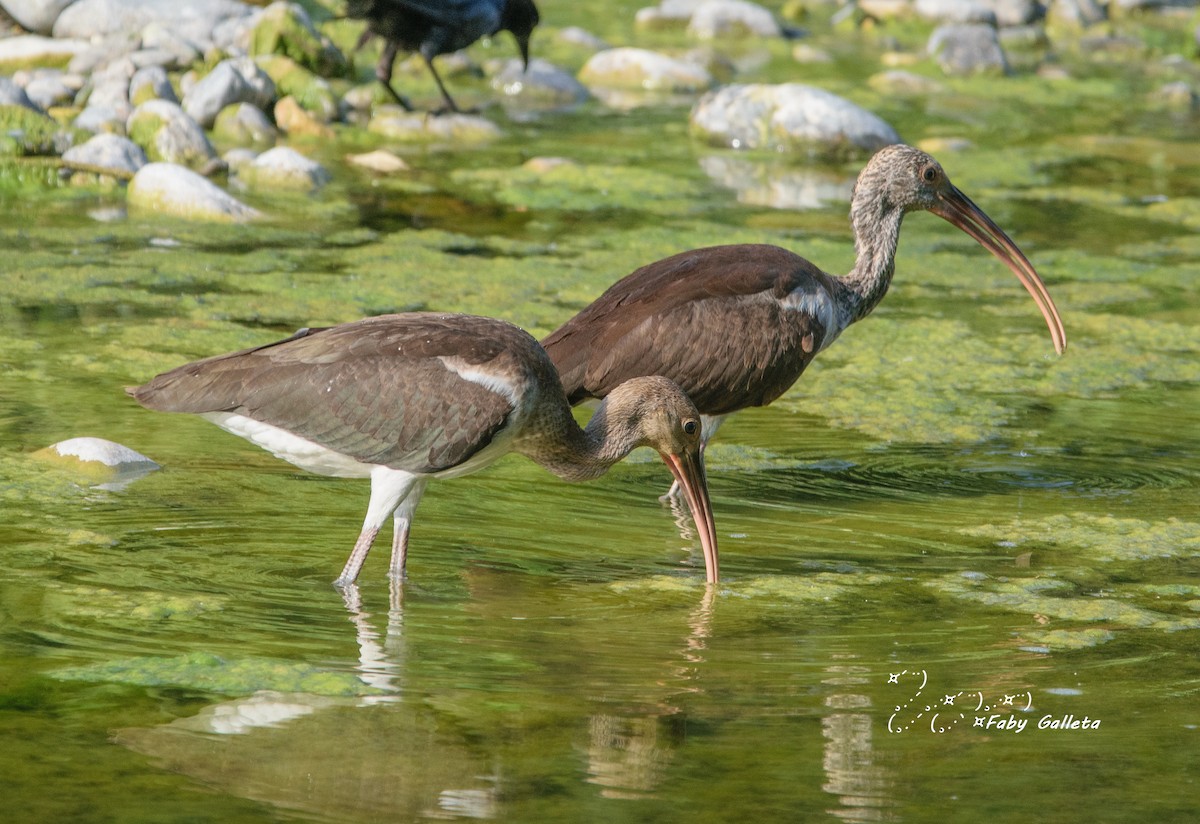 White Ibis - Faby Galleta 🐦🦅