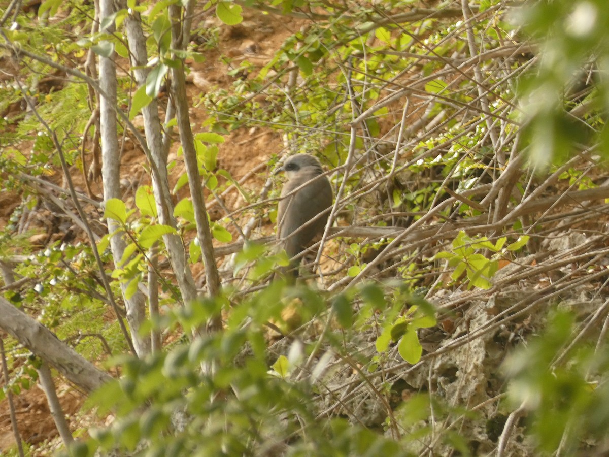 Mangrove Cuckoo - ML473399991