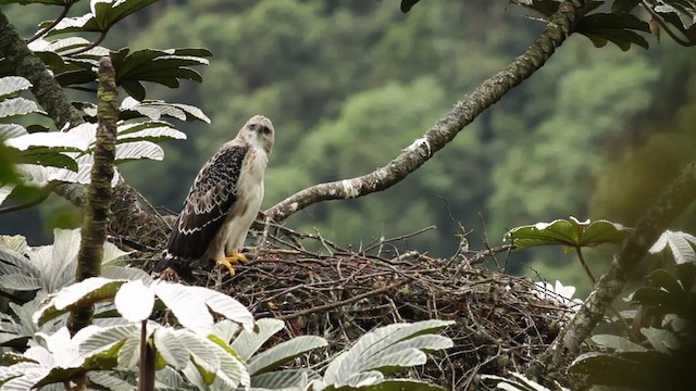 Black-and-chestnut Eagle - ML473400