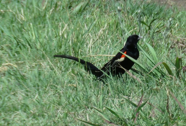 Long-tailed Widowbird - ML473400881