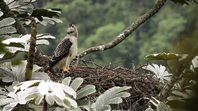 Águila Poma - ML473401