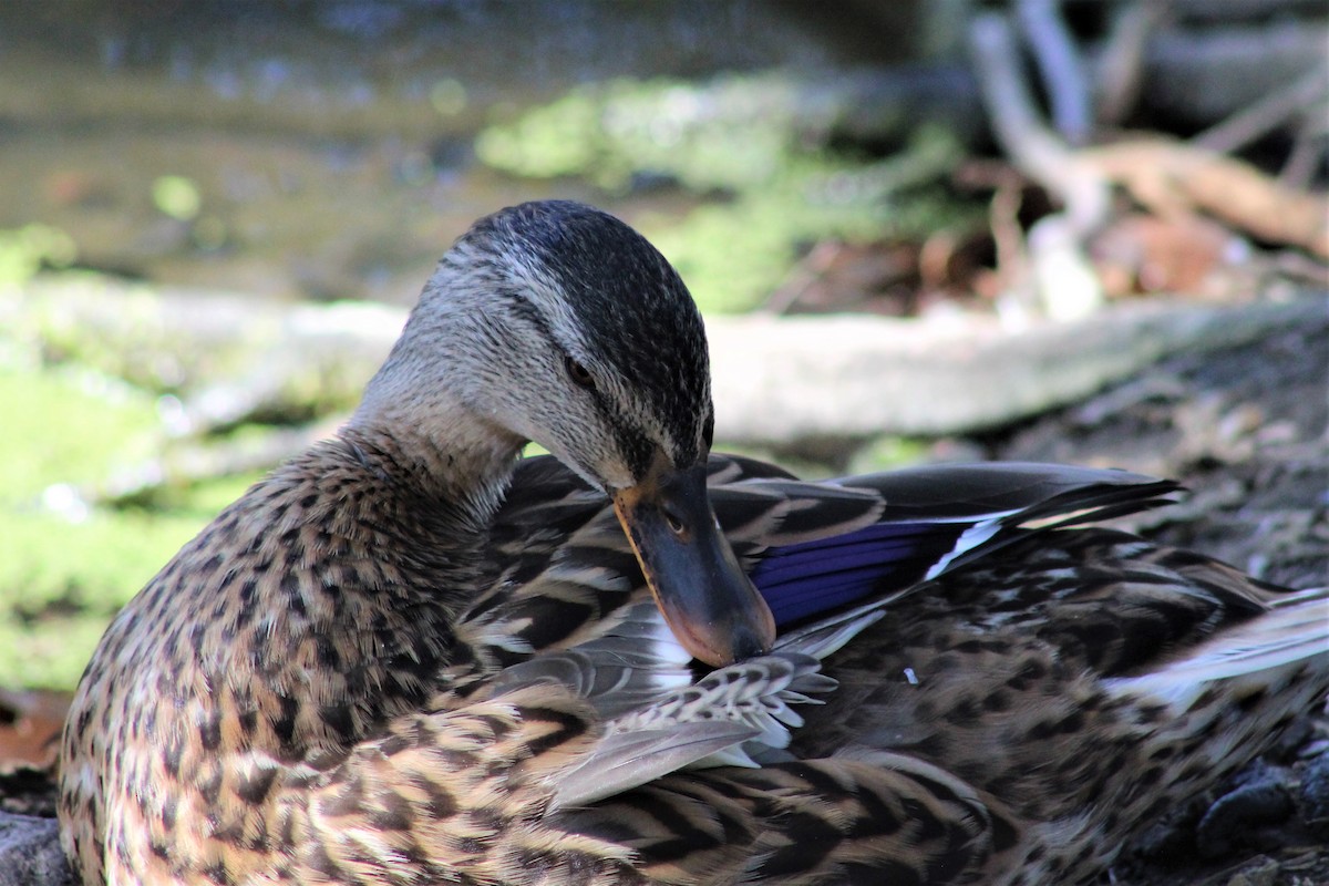 Canard colvert - ML473401321