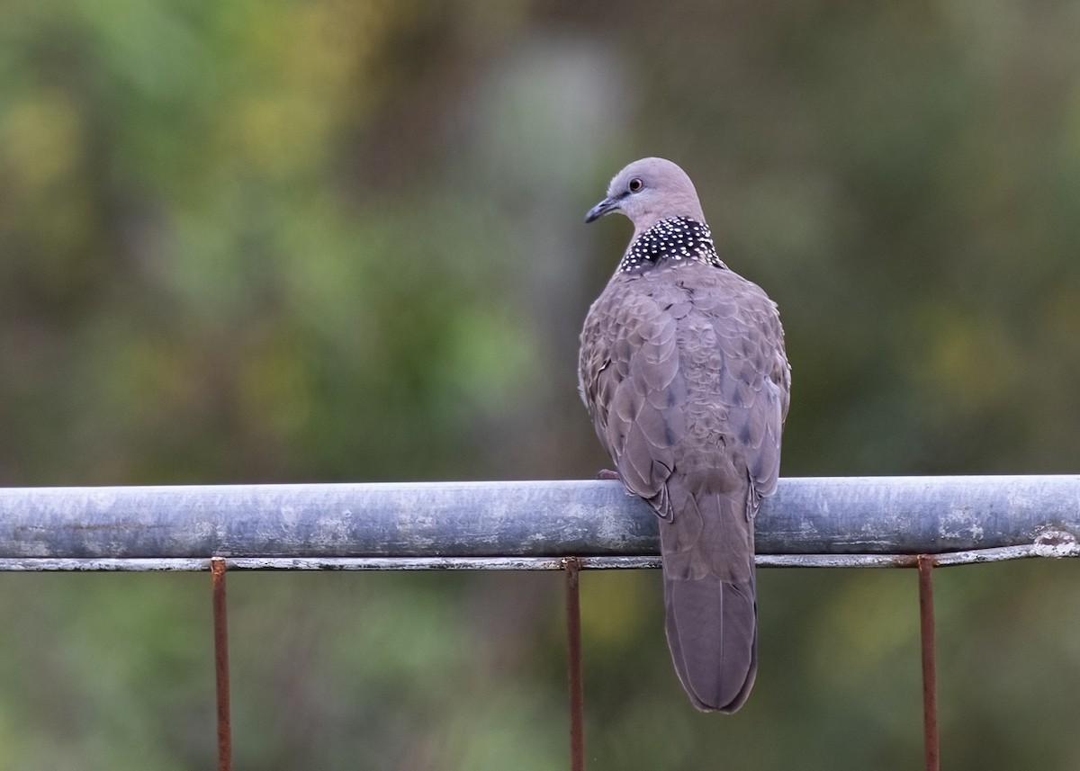 Spotted Dove - Bruce Ward-Smith