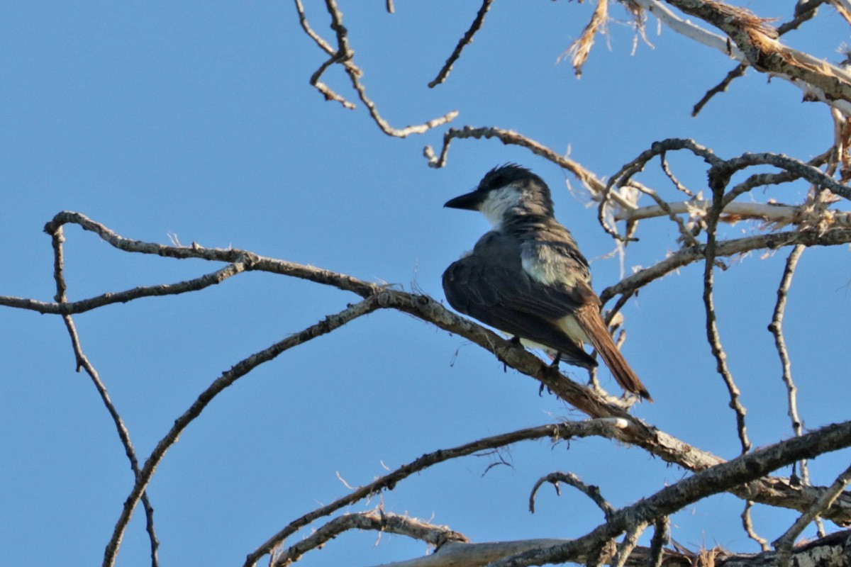 Thick-billed Kingbird - ML473401461