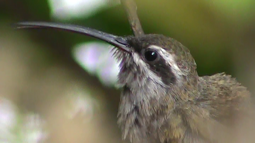 Sooty-capped Hermit - Robin Quiroz