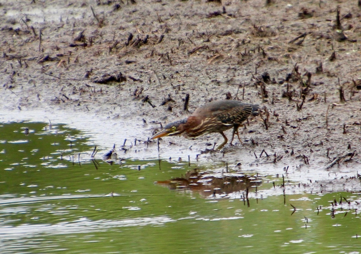 Green Heron - ML473401971