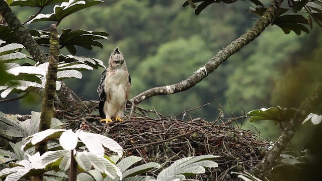 Black-and-chestnut Eagle - ML473402