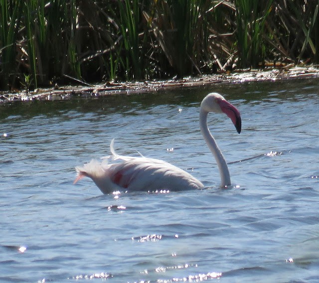 Greater Flamingo - ML473402061