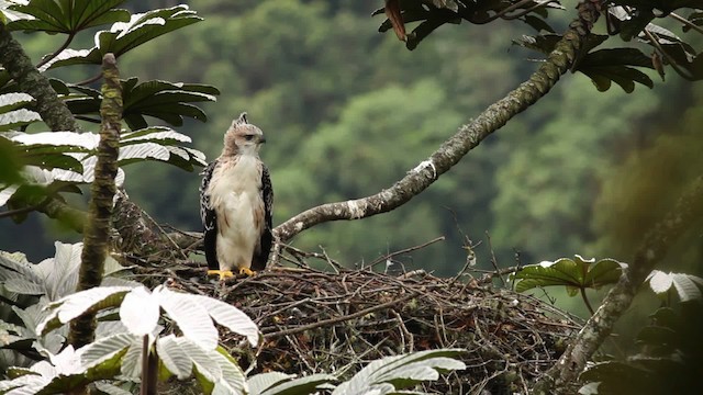 Black-and-chestnut Eagle - ML473403