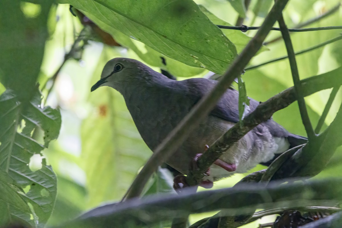Gray-chested Dove - ML473403311