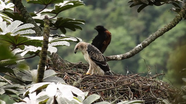 Black-and-chestnut Eagle - ML473404