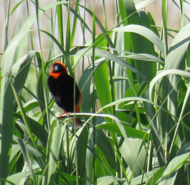 Southern Red Bishop - ML473404171