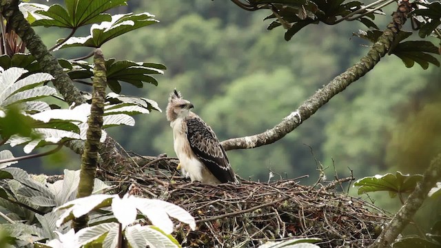 Black-and-chestnut Eagle - ML473405