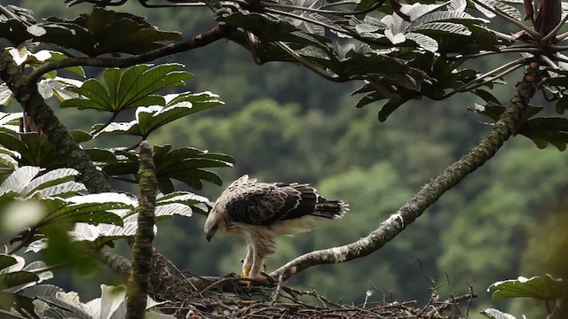 Black-and-chestnut Eagle - ML473406