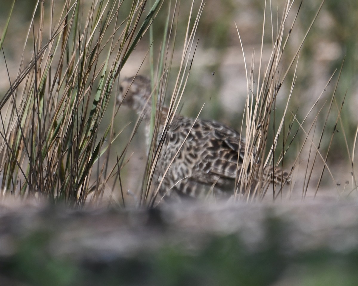 Ring-necked Pheasant - ML473406311