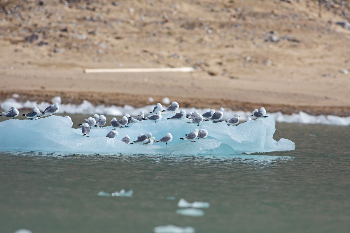 Mouette tridactyle - ML473406421