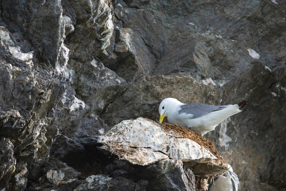 Black-legged Kittiwake - Justin Peter