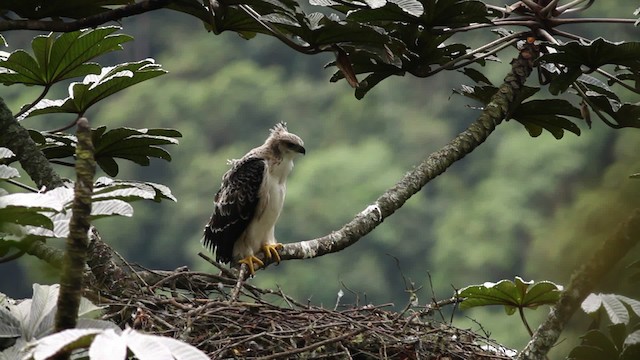 Black-and-chestnut Eagle - ML473407