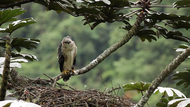 Black-and-chestnut Eagle - ML473408