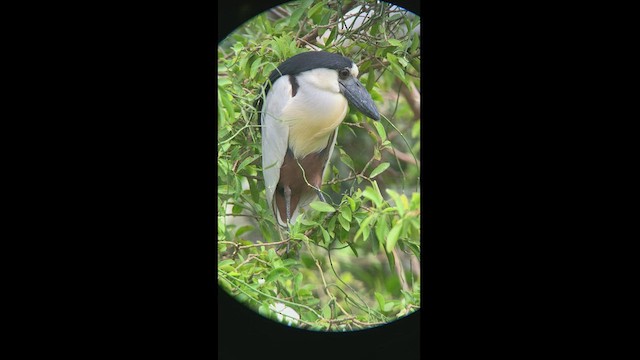 Boat-billed Heron - ML473408341