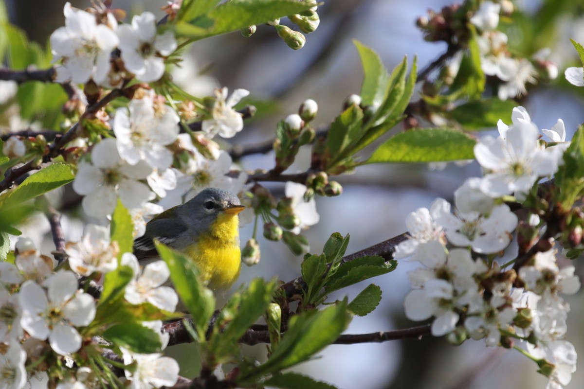 Northern Parula - Alvan Buckley