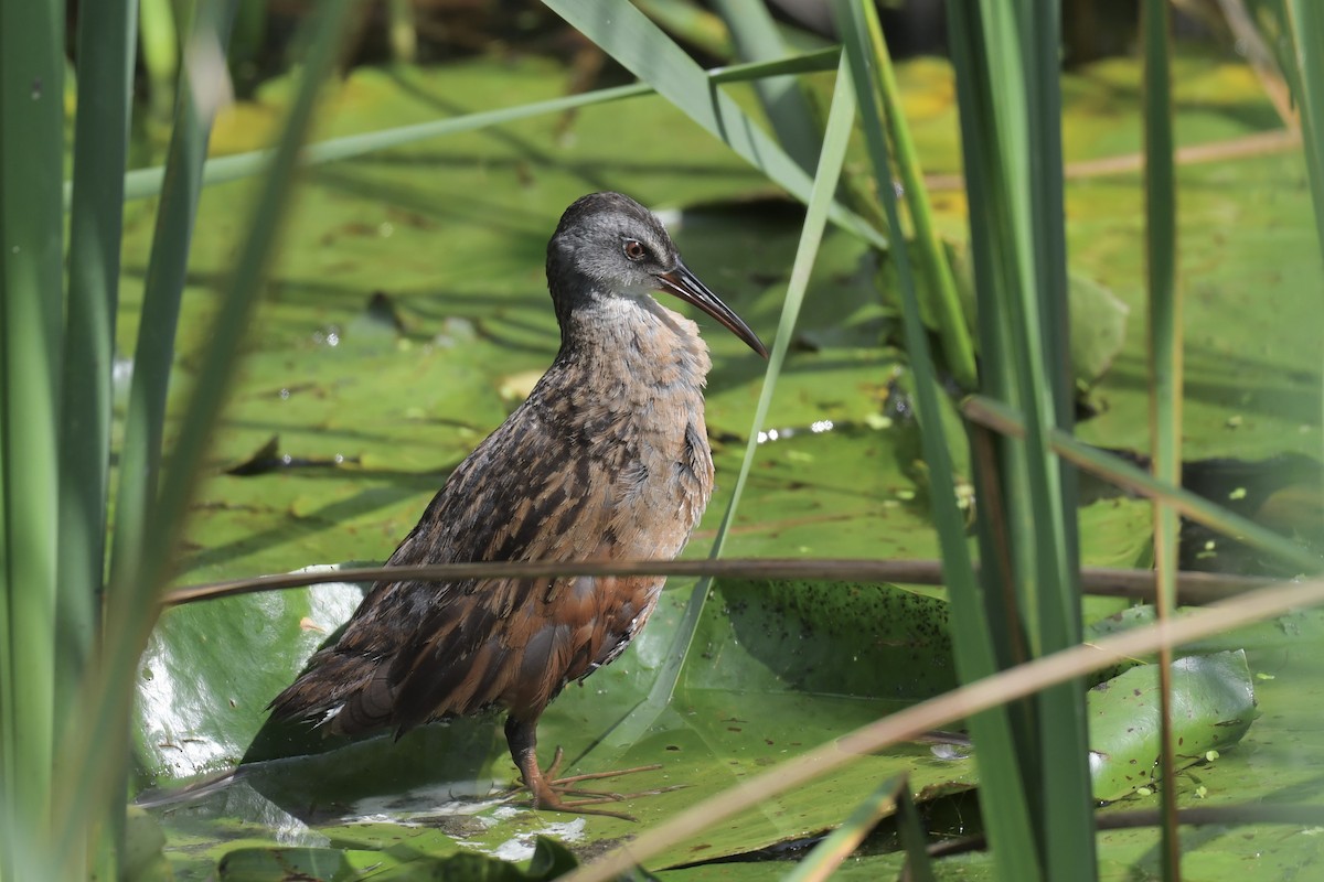 Virginia Rail - ML473408701