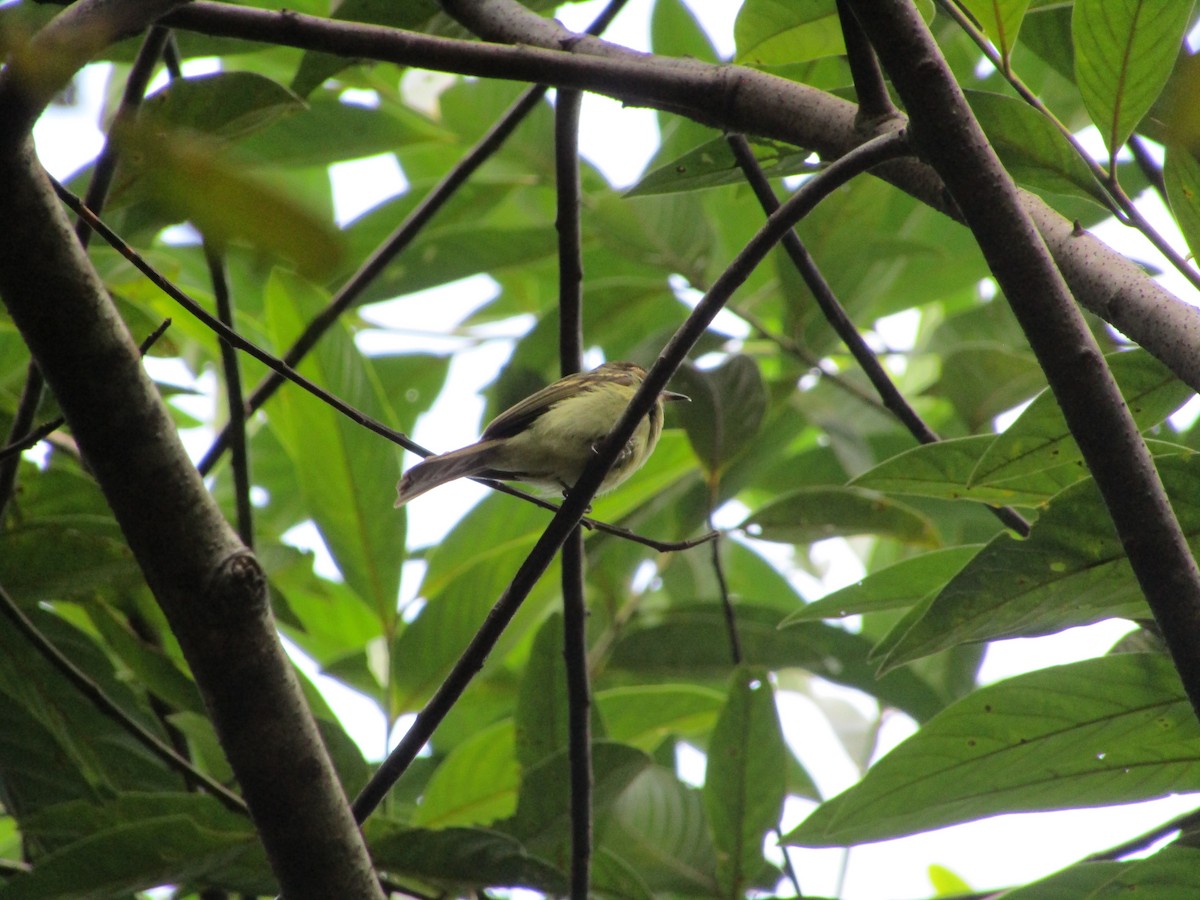 Yellow-olive Flatbill (Para) - ML473408911