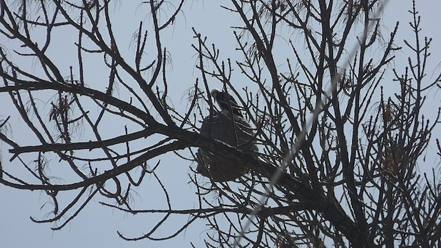 White Woodpecker - ML473409111