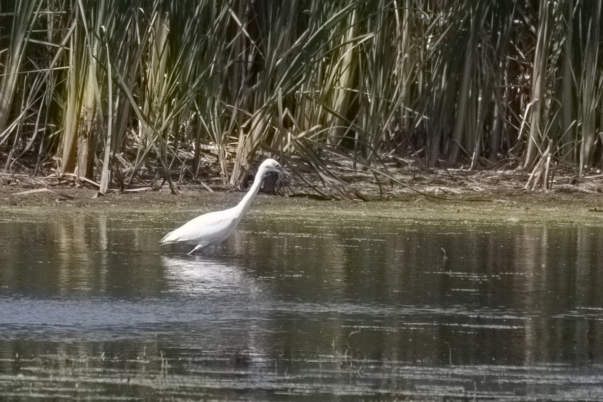 Little Blue Heron - ML473409281