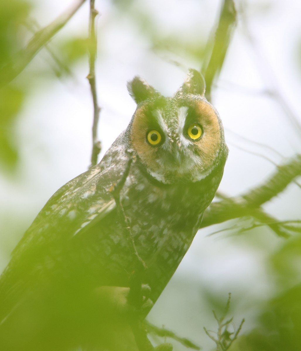 Long-eared Owl - ML473409641