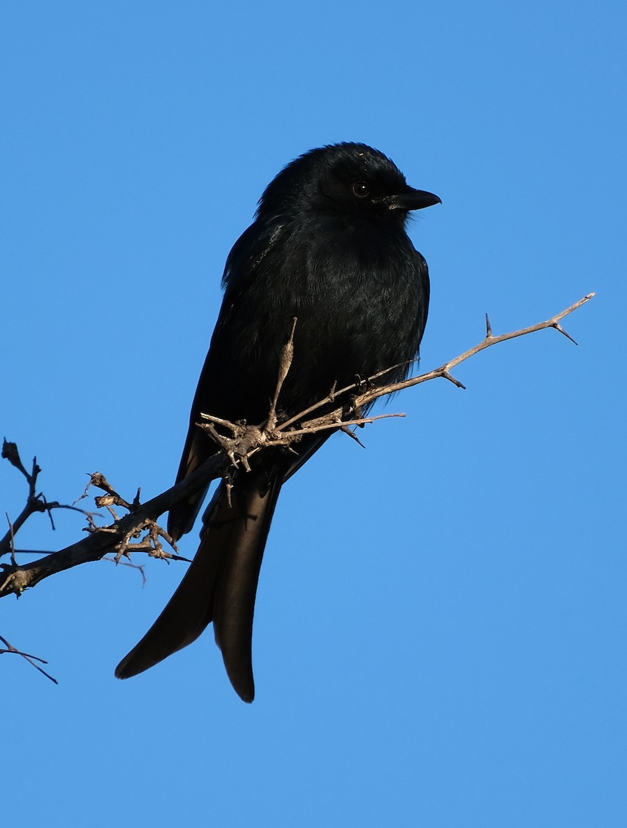 Fork-tailed Drongo - ML473410661