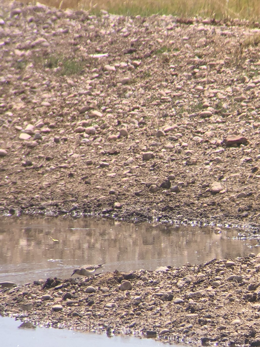 Baird's Sandpiper - Hilary Turner