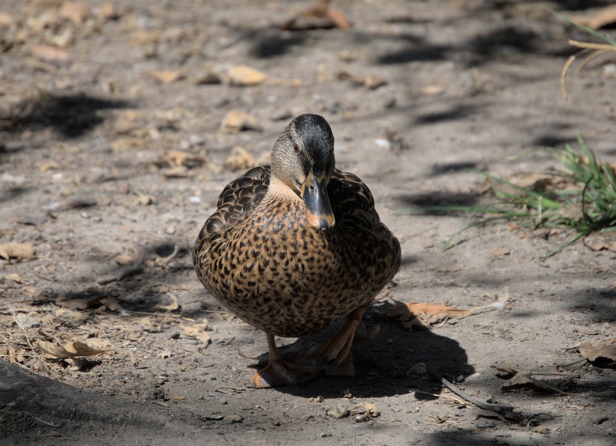 Canard colvert - ML473412911