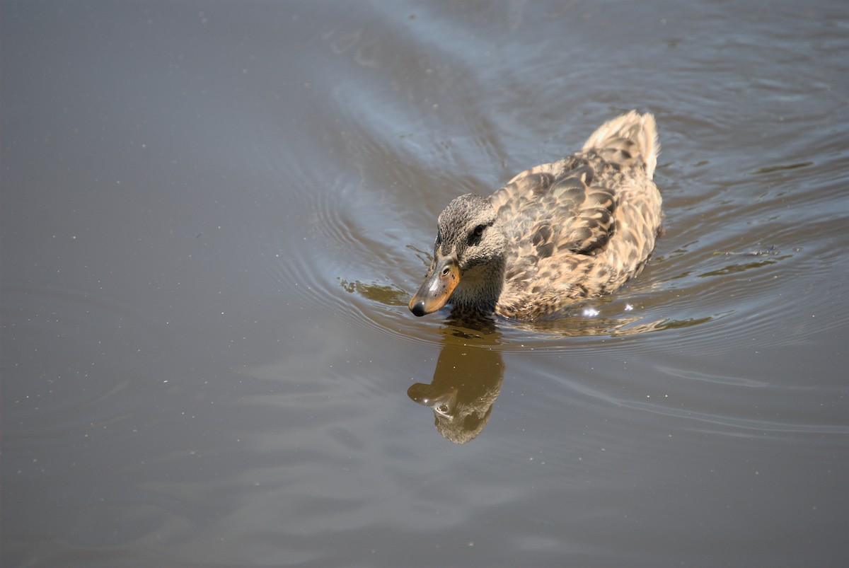 Canard colvert - ML473412961