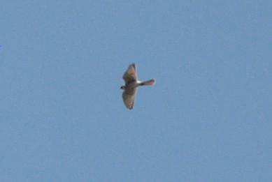 American Kestrel - ML473417201