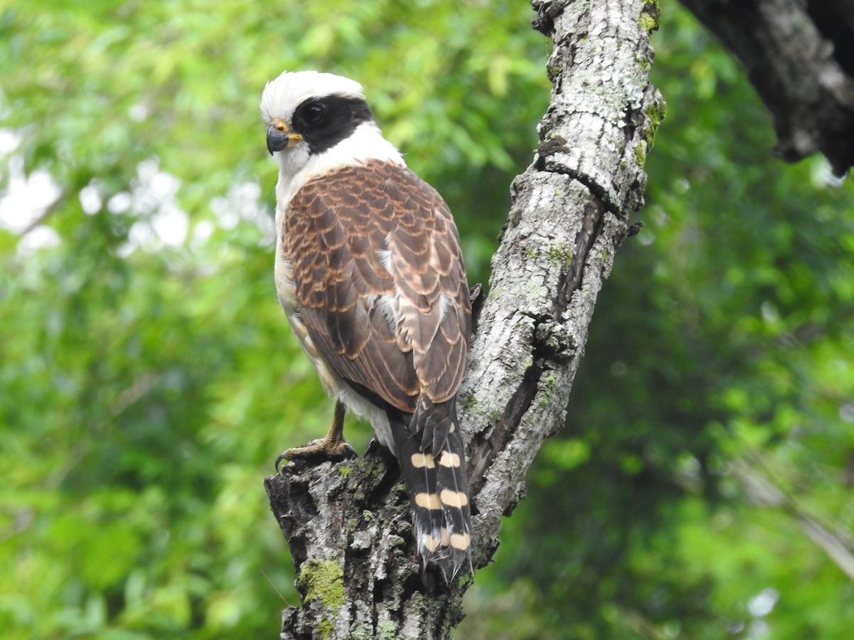 Laughing Falcon - ML473418441