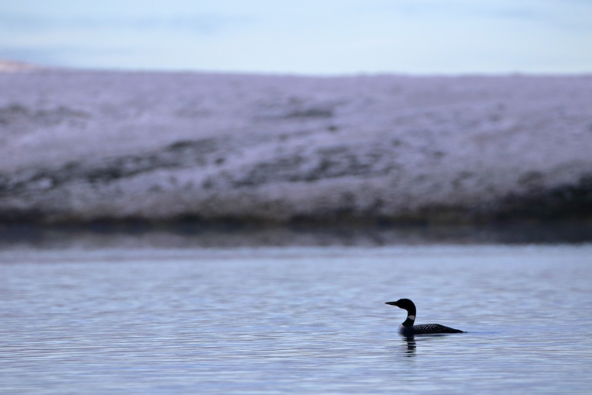 Common Loon - Seth Beaudreault