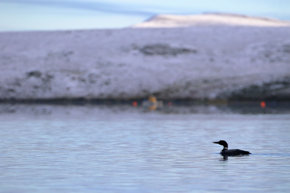 Common Loon - ML473421181