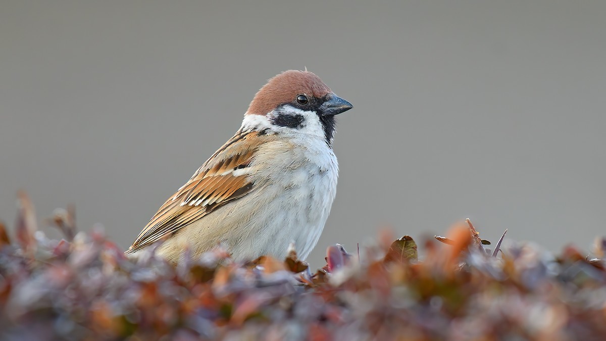 Eurasian Tree Sparrow - Kuzey Cem Kulaçoğlu