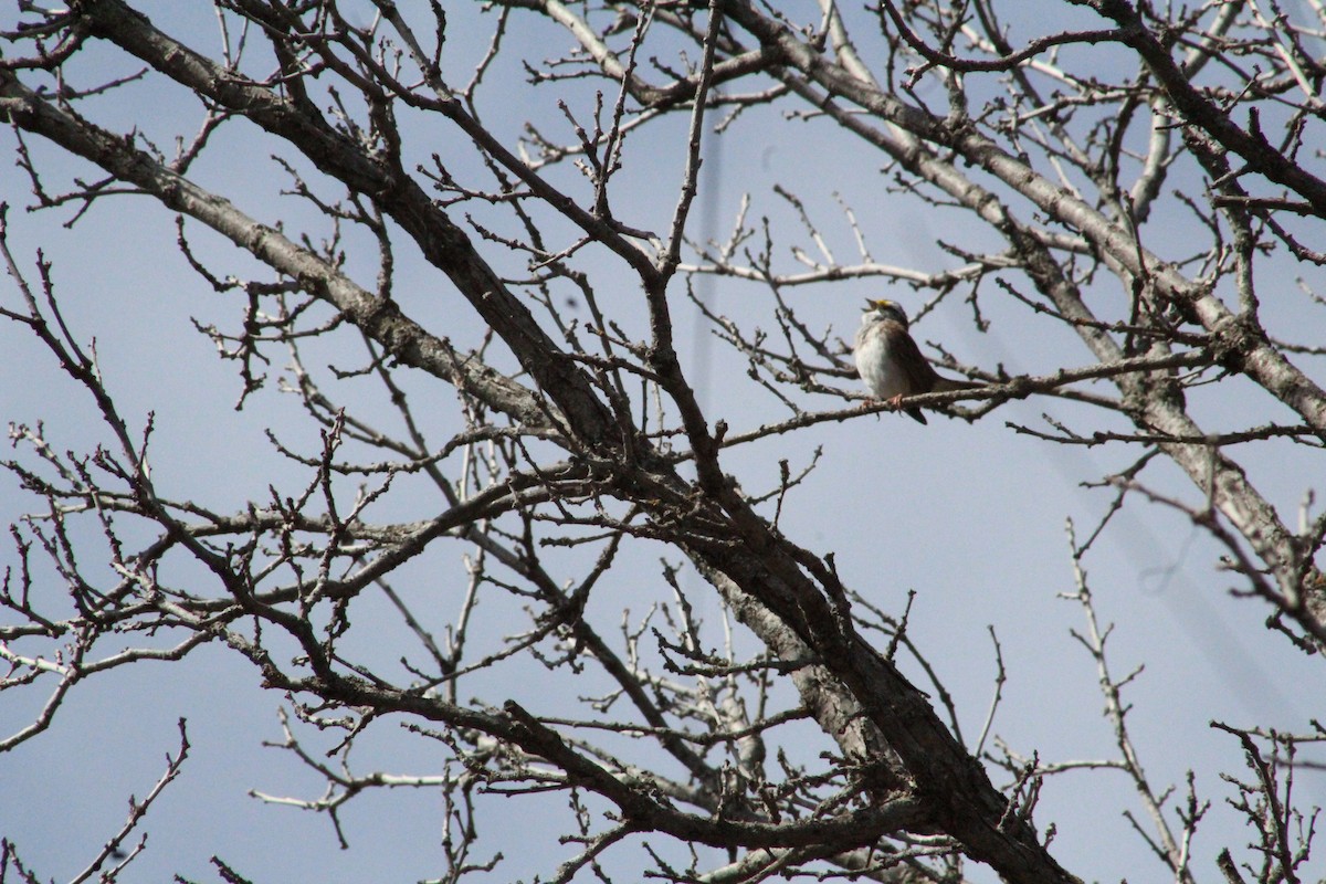 White-throated Sparrow - ML473423041