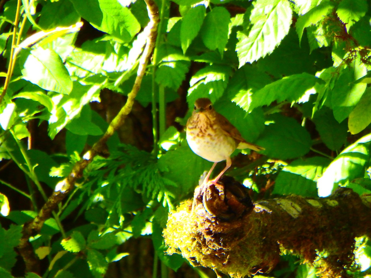 Swainson's Thrush - Melissa Okimoto