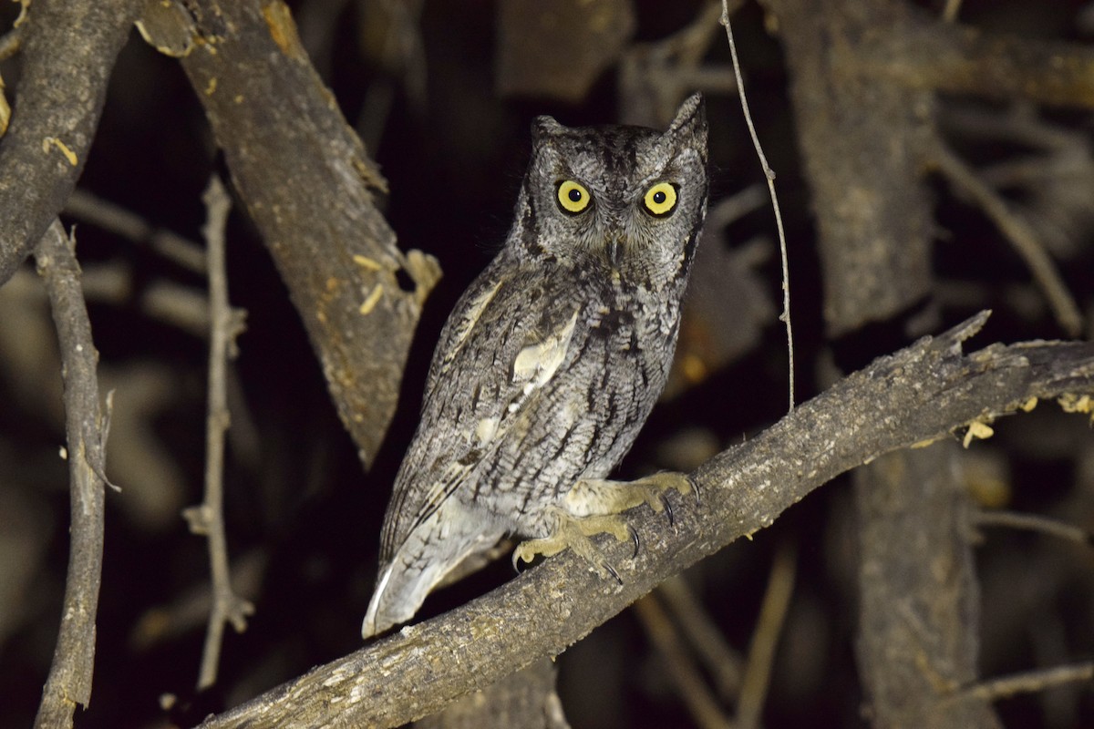 Western Screech-Owl (Northern) - Ryan O'Donnell
