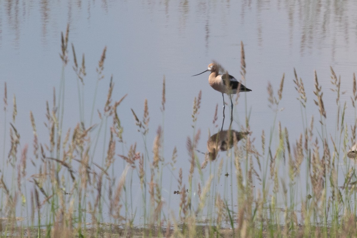 American Avocet - ML473424071