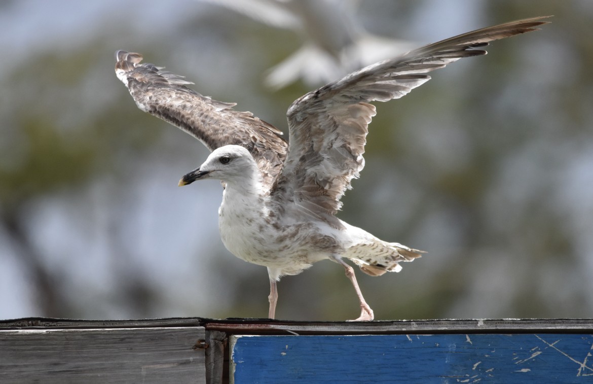 Lesser Black-backed Gull - ML473424361