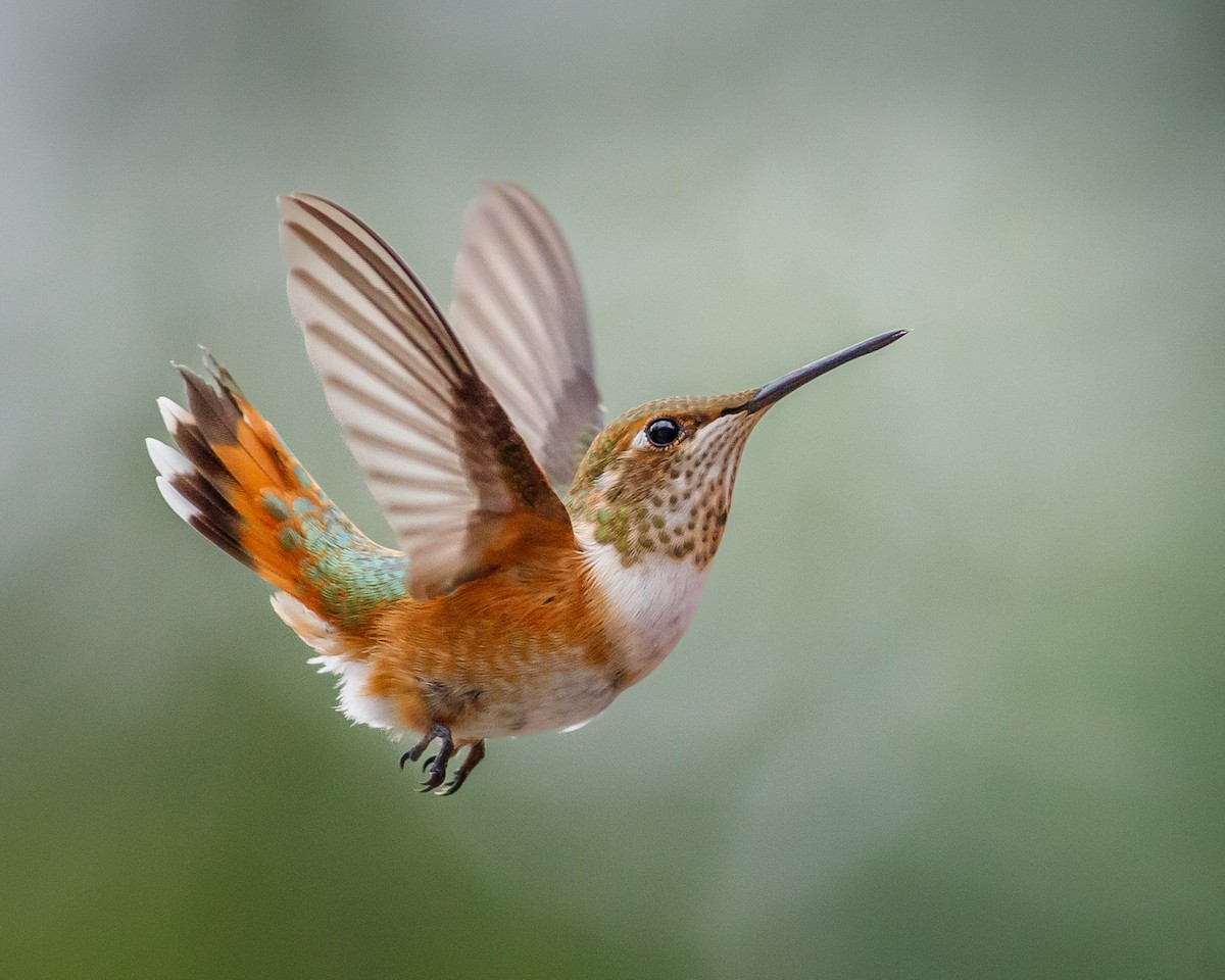 ML473425991 - Rufous Hummingbird - Macaulay Library