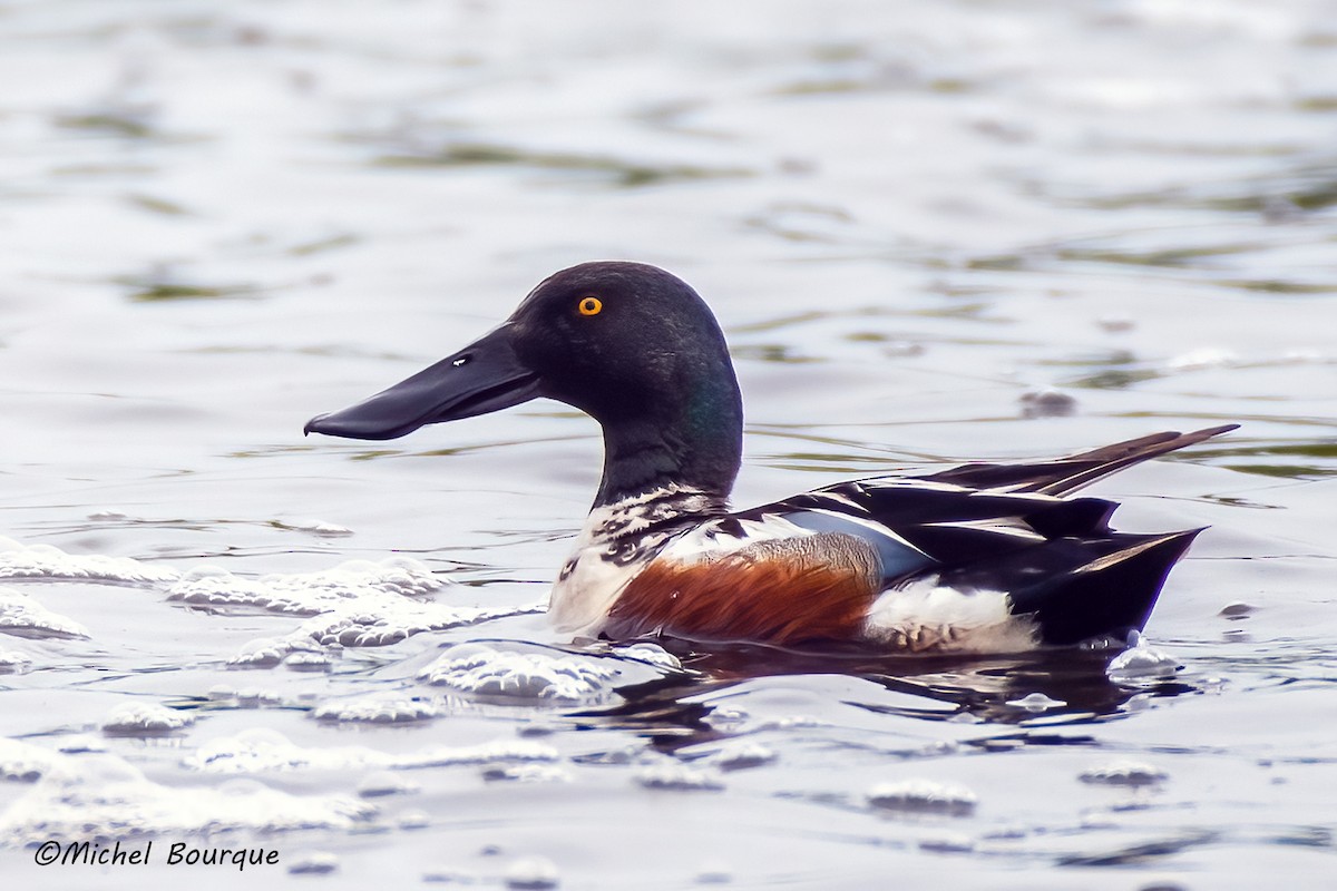 Northern Shoveler - ML473426771