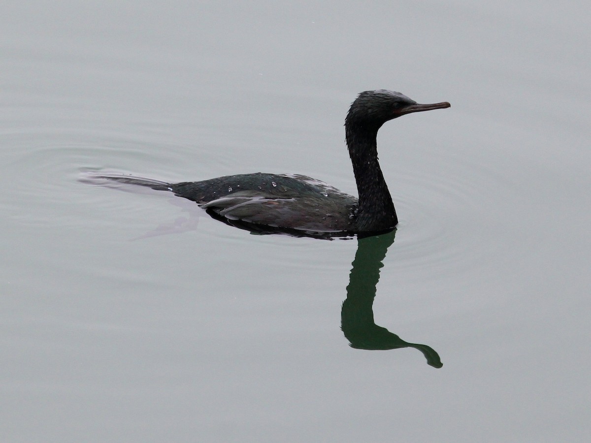 Pelagic Cormorant - Lyle Hamilton