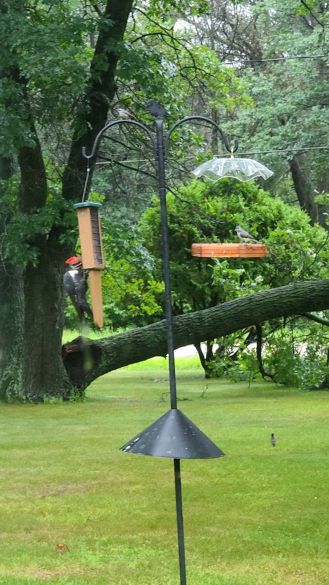 Pileated Woodpecker - ML473428461